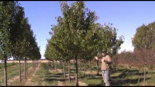 Ornamental Pear Trees [upl. by Foy]