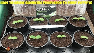 How To Grow Gherkins From Seed To First Potting In Ten Days [upl. by Ecaj]