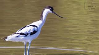 Interesting facts about Avocet pied by weird square [upl. by Hesoj]