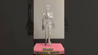 Human Skeletal System working model with disposable tray  science exhibition shorts [upl. by December]