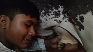 Sohit Bhai Cow milking by hand [upl. by Thayer]