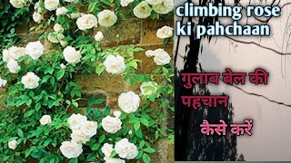 Climbing roseगुलाब बेल ki pahchaandifferent between climbing rose amprose flower [upl. by Tiffanle]