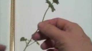 EatTheWeeds Episode 14 Henbit Lamium amplexicaule [upl. by Tricia]