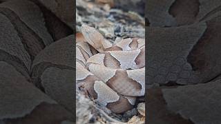 Agkistrodon Contortrix Copperhead Please dont forget to subscribe venomous reptiles [upl. by Whang77]