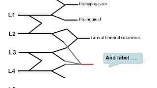 How to draw the lumbar plexus [upl. by Nagram]