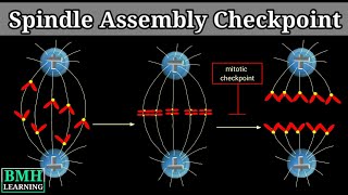 Spindle Assembly checkpoint  Metaphase To Anaphase Transition  Mitotic Checkpoint [upl. by Melessa]