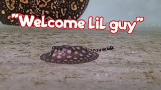 INSANE Super Spotted Stingray Pups just Born [upl. by Ahsenik]