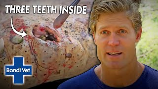 Vet Removes 3 TEETH That Got Trapped In Crocs Mouth  Bondi Vet [upl. by Atonsah589]