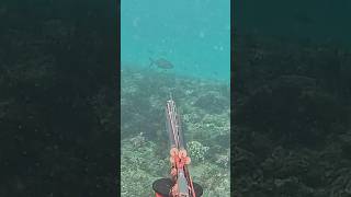 Trevally hunt behind the waves spearfishing bali catchandcook [upl. by Llehsal]