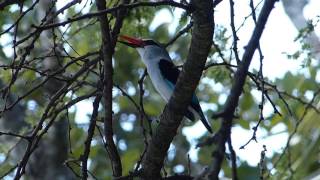 Woodland kingfisher calling [upl. by Rayner]