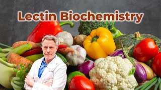 Lectin Biochemistry [upl. by Ahsilra456]