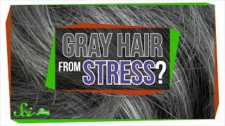 Will Stress Really Make You Go Gray [upl. by Okeim664]