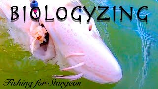 Biologyzing While Fishing For Sturgeon [upl. by Enyrehtak]