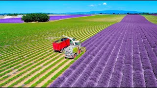 Lavender Harvest amp Oil Distillation  Valensole  Provence  France 🇫🇷 Claas Jaquar 840 [upl. by Sergio252]