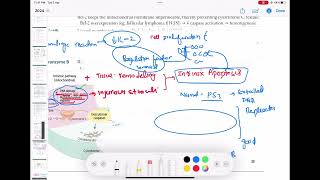 Apoptosis  Intrinsic mitochondrial pathway Pathology 8  First Aid USMLE Step 1 in UrduHindi [upl. by Haggerty439]