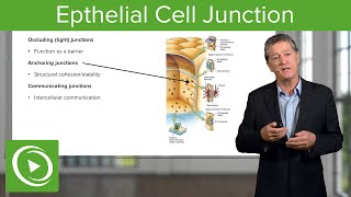 Eptihelial Cell Junctions – Histology  Lecturio [upl. by Anelhtac]