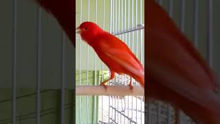 kanarienvogel كناري ريدفاكتر Redfactor canarino  Facteur rouge canari Kenari faktor merah saka [upl. by Munafo700]