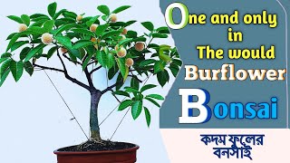 Bonsai Transformation amp Blooming  Burflower Tree Bonsai  কদম ফুলের বনসাই Muradlivingart [upl. by Golding]