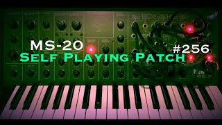 Korg MS20  256th SelfPlaying Patch [upl. by Ardnad]