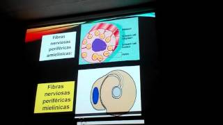 Sistema nervioso II Histología [upl. by Orual]