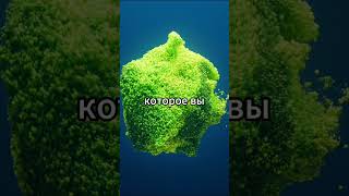 Бактерия Deinococcus radiodurans shorts [upl. by Dorcy162]