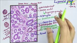 Histology of Parotid Gland\ Serous Salivary Gland Histology [upl. by Harte]