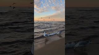 Beach sounds with seagulls sound of birds and waves for relaxing  beach [upl. by Ahsilad]