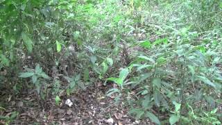 Barefoot Girl Chases Cottonmouth Snake [upl. by Ivetts372]