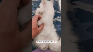 selkirk rex báránymacskacurlycatcatsmeowplushiescatvideocatloverbreedinglonghair [upl. by Douglas]