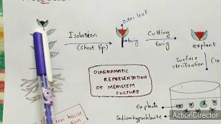 Meristem culture  Procedure  Diagrammatic representation  Applications  Bio science [upl. by Lramaj]