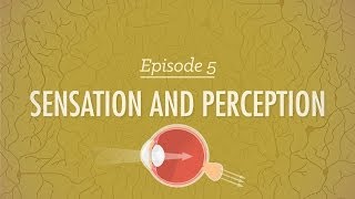 Sensation and Perception Crash Course Psychology 5 [upl. by Sarena901]