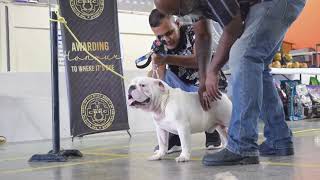 Caribbean Bully Kennel Club CBKC Bully Bash Show [upl. by Shiroma779]