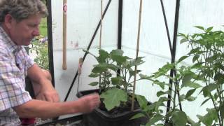 HOW TO PLANT AND GROW AUBERGINES [upl. by Baxter]