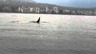 ORCAKILLER WHALES NEAR DOWNTOWN VANCOUVER WITH BON CHOVY FISHING CHARTERS [upl. by Weston547]