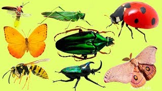 Animales para niños  Nombre de los insectos en espanol  Aprende los animales y sonidos de animales [upl. by Haleak233]