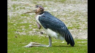 Why do Marabou storks have neck sacs  Marabou [upl. by Adnylg]