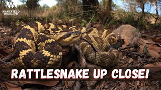 Incredible Rattlesnakes and a Desert Tortoise Herping Arizona [upl. by Mezoff251]