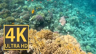 4K ULTRA HD Puffer Fish  Colorful Coralreef  GoPro 11  Kugelfisch  Makadi Bay [upl. by Enahpets198]