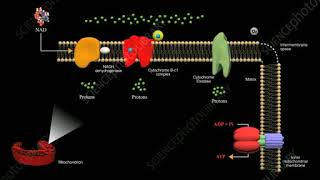 K0043515 Dinitrophenol inhibiting ATP production Trim parte 2 [upl. by Aldridge835]