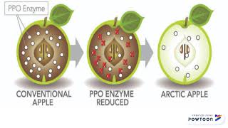 Examples of Transgenic Plants [upl. by Neelhtac]