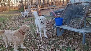 Training Your Livestock Guardian Dog For Poultry [upl. by Ramah]