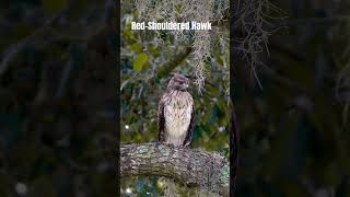 Early morning Hawk sounds  the magnificent Redshouldered Hawk birds wildlife birdworld [upl. by Amalie677]