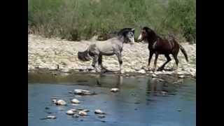 Salt River Wild HorsesStallion fights for mare amp foal [upl. by Anderegg23]