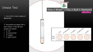 Lab 9  The Urease Test [upl. by Aziul]