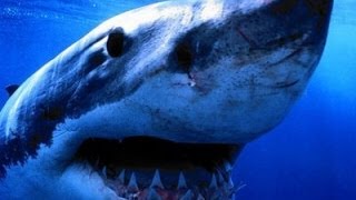 Alaskan Killer Shark  Nature Documentary HD [upl. by Lynea]