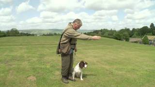 Teaching a Gundog Steadiness [upl. by Giuseppe]