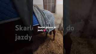 Miałam na 1600 🫶🏼 pony viralvideo equestrian ponypower ponylover [upl. by Benji201]