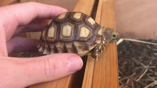 Baby Sulcata Tortoise Care Guide [upl. by Enorel]