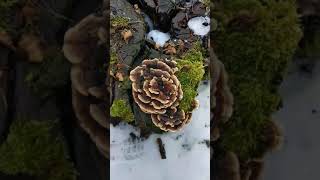 Outkovka pestrá Trametes versicolor [upl. by Gerri]