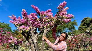 ChrisJohn Gardens na Sumikat sa Bougainvillea Paano nila Pinagyaman ang Dumating na Biyaya [upl. by Elleinahc]